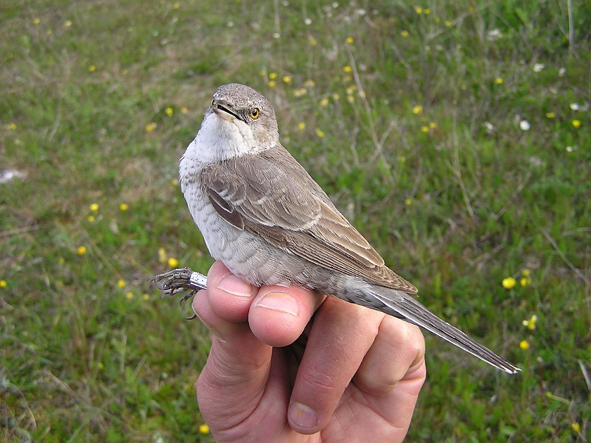 Barred Warbler, Sundre 20060604